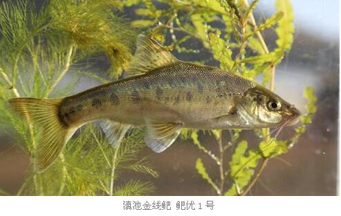 滇池金线鲃.jpg