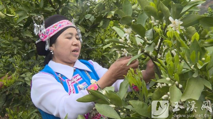 李琼芬在橘园里劳动时唱五山腔。
