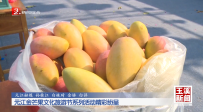 元江金芒果文化旅游节系列活动精彩纷呈